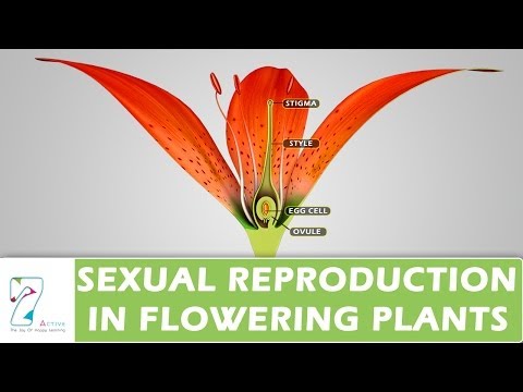 SEXUAL REPRODUCTION IN FLOWERING PLANTS