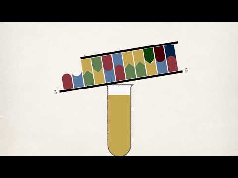 The Sanger Method of DNA Sequencing