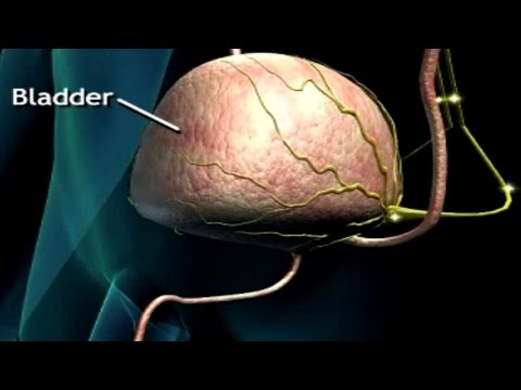 How Do We Pee? Urination Process Animation - Neural Control of Bladder - Micturition Reflex Video