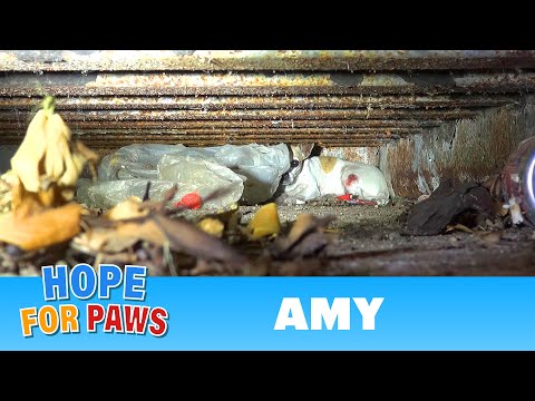 Hope For Paws: Amy - an injured Chihuahua hiding from rescuers. Find out how YOU can help her today!