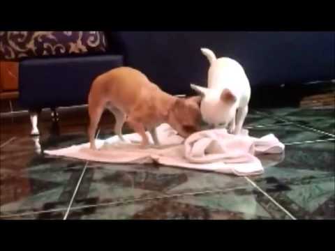 Funny Chihuahua Videos!