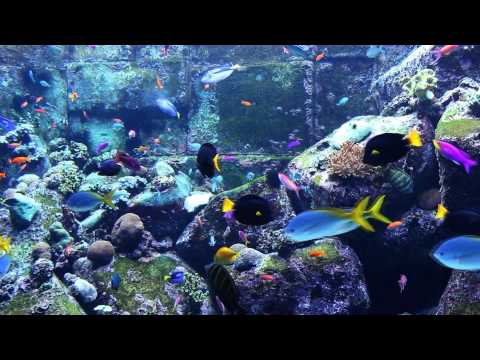 3 HOURS of Beautiful Coral Reef Fish | Relaxing Ocean Fish | Aquarium Fish Tank | Relax Music 魚