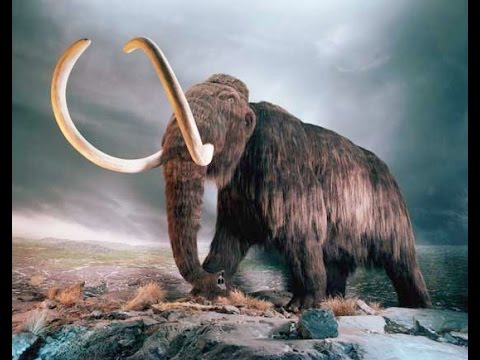 Woolly Mammoth Closer to Being Unextinct