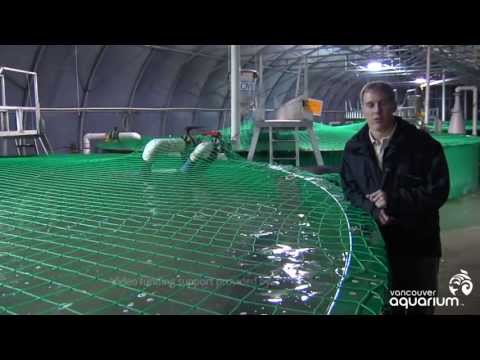 White Sturgeon: Unique Aquaculture