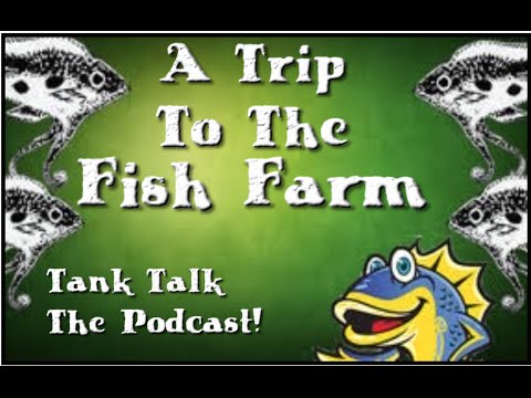 A Trip To The Fish Farm! Tank Talk The Podcast!!