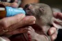 Volunteer wildlife carer Lindy Butcher cares for a baby wombat, Jack