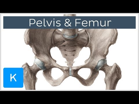 Pelvis (Hip bone) and Femur - Human Anatomy | Kenhub