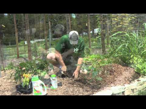 How to Plant Sweet Bell Peppers