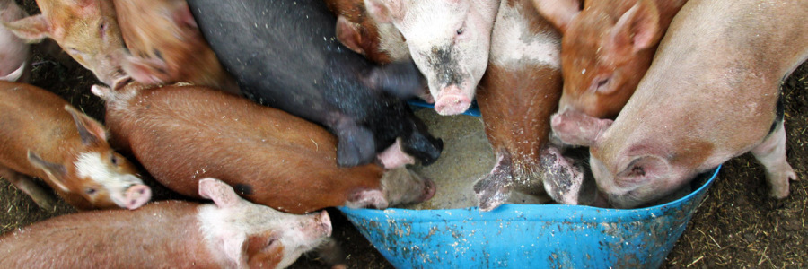 Greedy pigs with snouts in the trough