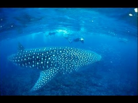 Before It's Too Late - Whale Shark - Gypsy of the Deep | Storyteller Media