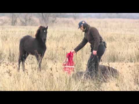 FOUR PAWS heroes: How a wild horse thanks its savior