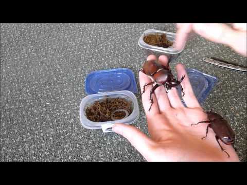 Unboxing 2 Allomyrina dichotoma (Rhino beetle)