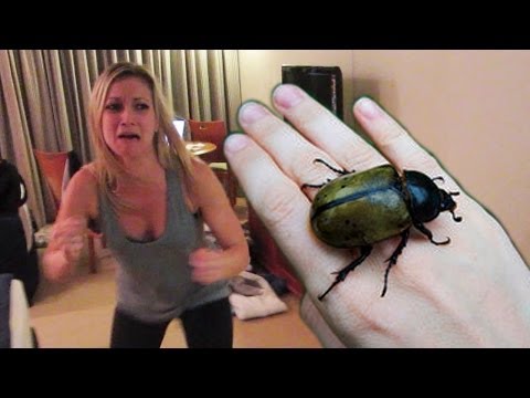 HUGE HISSING BEETLE PRANK