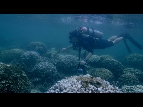 NOAA warns of global "coral bleaching"