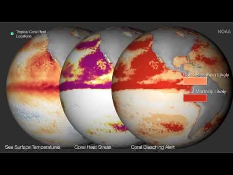 NOAA declares third-ever global coral bleaching event