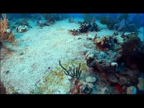 Global Warming & Bleaching the Reef