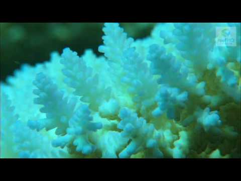 Coral Bleaching (Great Barrier Reef Marine Park Authority)