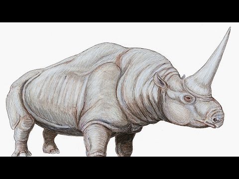 Sceintists Have Found 'Siberian Unicorn' Fossil