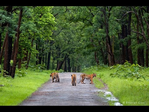 Wildlife of India, National Parks in India - Wildnest