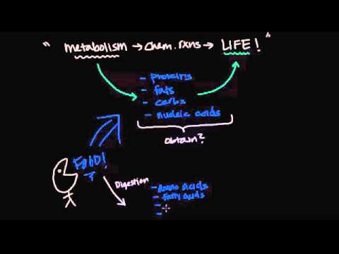 Overview of Metabolism - Anabolism and Catabolism