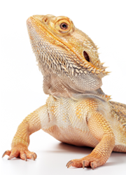 Picture of Reptile