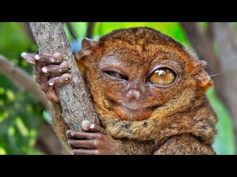 10 Animals That Came Back From Extinction