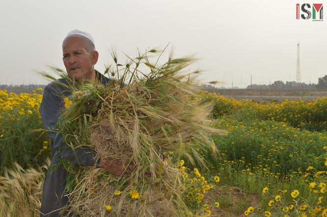 farmer khuza'a