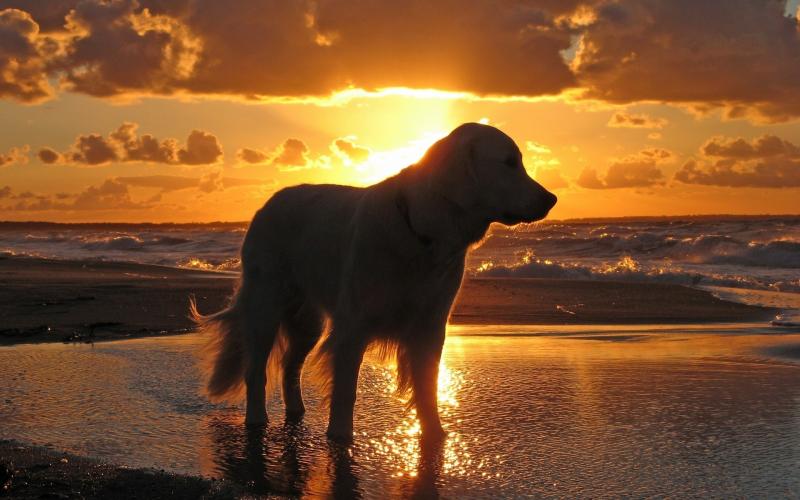 animals_widewallpaper_retriever-at-sunset_77006