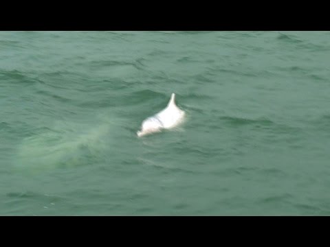 Hong Kong's pink dolphins at risk of disappearing