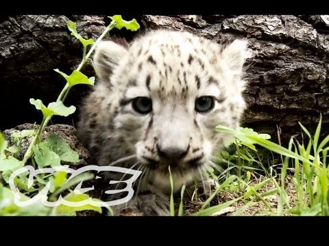 Snow Leopard Cubs