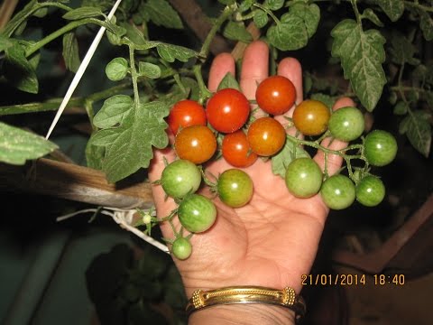 Organic Terrace Gardening