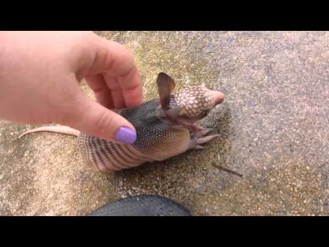 Orphaned baby armadillo discovered in backyard