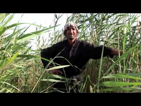 Marsh Arabs of Southern Iraq