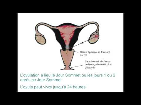 La méthode de l'ovulation Billings [Vidéo formation]