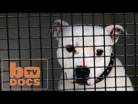 DOCS: Dangerous Dogs - Episode 2 of 2