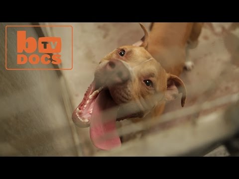 DOCS: Dangerous Dogs - Episode 1 of 2