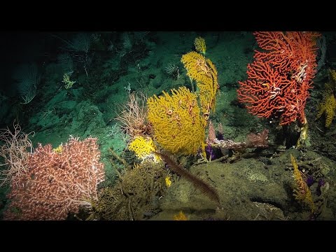 The secrets I find on the mysterious ocean floor | Laura Robinson