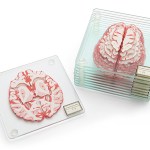 A Set of Stackable Brain Specimen Coasters