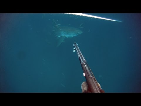 Great White Shark Sneaks Up On Diver in Gulf of Mexico