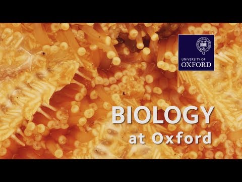 Biological Sciences at Oxford University