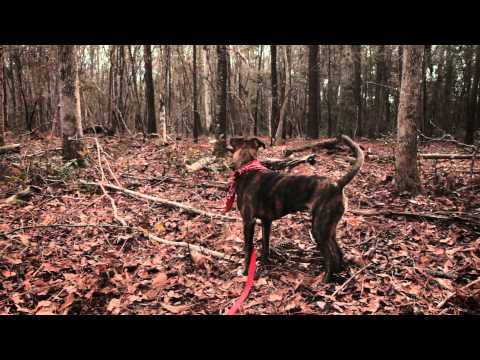 Shovels & Rope - Birmingham (Official Music Video)