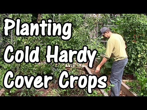 Building Soil Fertility with Fall & Winter Cover Crops/Green Manures