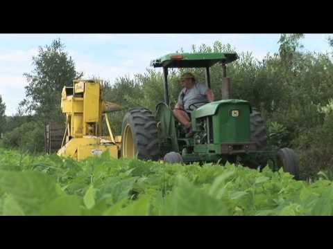 Planting & Harvesting Vegetable Crops Video