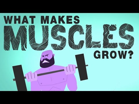 What makes muscles grow? - Jeffrey Siegel