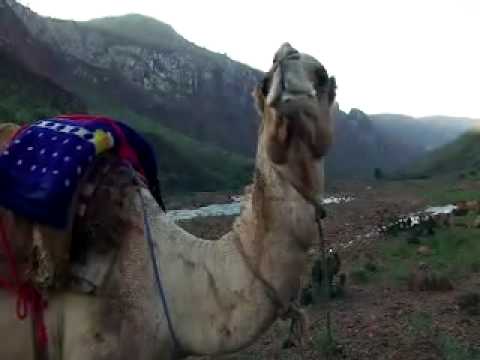 Socotra Island - Yemen