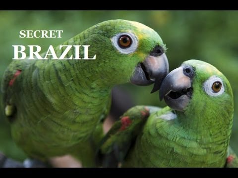 Brazil Wildlife National Geographic Episode 1