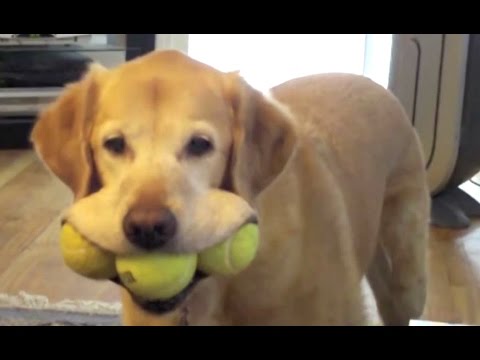 Labrador - A Funny Labradors Videos Compilation || NEW HD