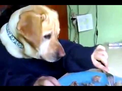 Funny Videos Of Labrador Dogs Compilation 2014 [NEW]