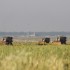 Bulldozers in the fields of Gaza