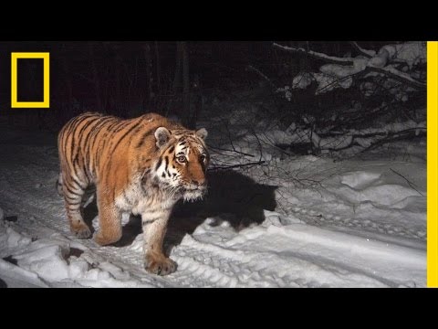 Protecting the Siberian Tiger's Last Home